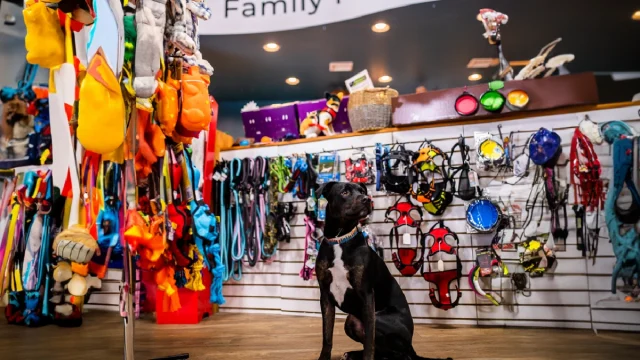 The-best-pet-shops-in-Isfahan-8